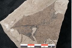 Foto (Detailansicht) von Plantae indet.  (NHMW-GEO-2024-0188-11453)